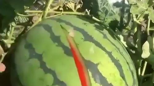 瓜哥吃瓜比冬天还冷,揭秘瓜界“冰点”事件